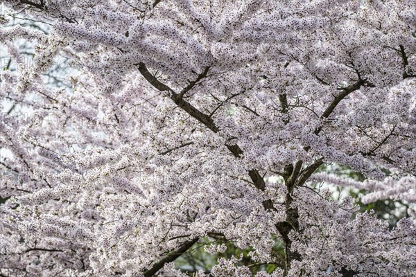 Japanese cherry (Prunus serrulata), Province of Drenthe, Netherlands