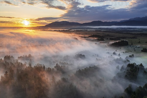 Aerial view of trees and moorland in front of mountains in morning light, fog, summer, view of Zwiesel, Loisach-Lake Kochel moors, Alpine foothills, Upper Bavaria, Bavaria, Germany, Europe