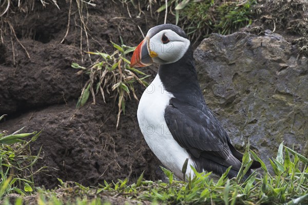 Puffin (Fratercula arctica) Skomer Island, Wales, Great Britain