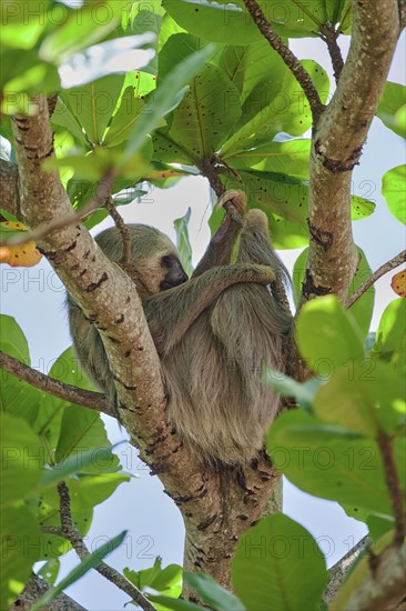 Two-fingered sloth (Choloepus didactylus) Costa Rica