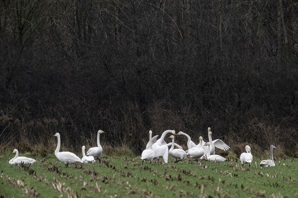 Whooper swans (Cygnus cygnus), Emsland, Lower Saxony, Germany, Europe