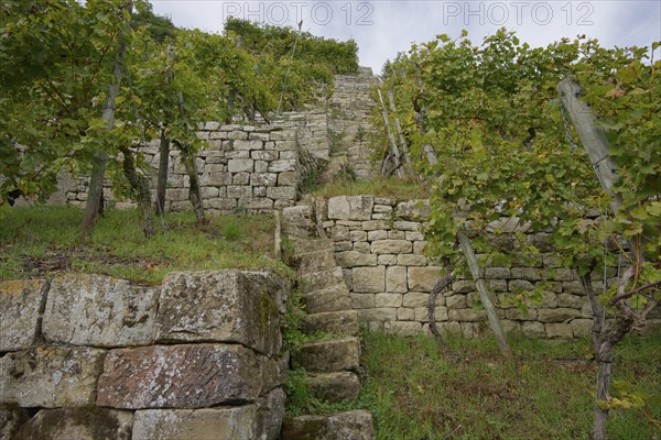 Terraced steep vineyards in the Neckar valley near Lauffen, viticulture, Württemberger Wein, Neckar, Baden-Württemberg, Germany, Europe