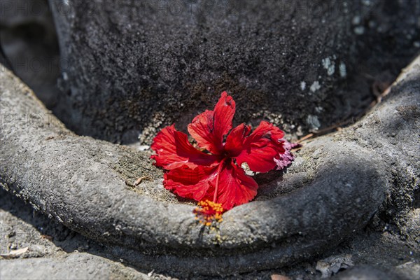 Praying hands decorated with red flower, praying, Hinduism, faith, peace, peaceful, temple, temple figure, Bali