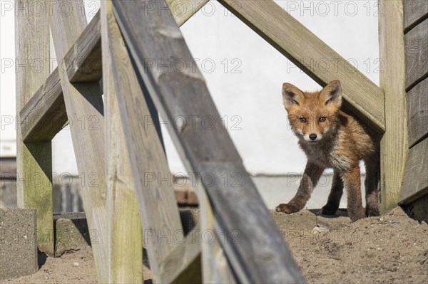 Young fox, holiday settlement, Søndervig, Ringkøbing Fjord, Denmark, Europe