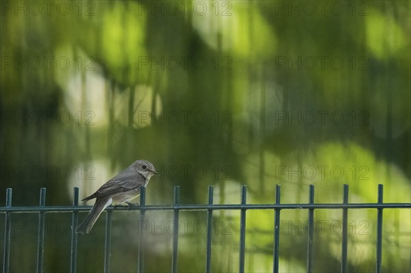 A spotted flycatcher (Muscicapa striata) sitting on a fence in front of a blurred green background, Hesse, Germany, Europe