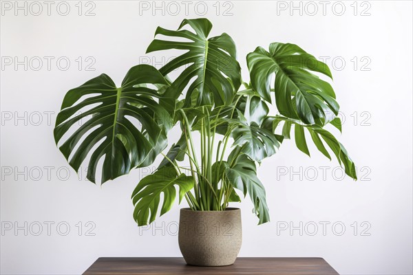 Monstera Deliciosa houseplant on table in front of white background. KI generiert, generiert, AI generated