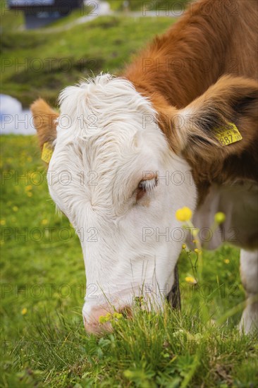 Cow eating grass on a pasture with small yellow flowers under a cloudy sky, Penken, Zillertal. Austria