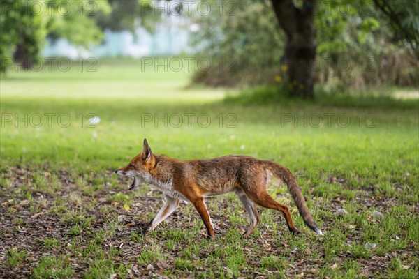Red fox (Vulpes vulpes) running across a meadow under trees, Royal Botanic Gardens (Kew Gardens), UNESCO World Heritage Site, Kew, Greater London, England, United Kingdom, Europe