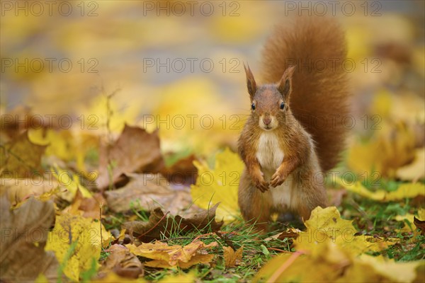 Eurasian squirrel (Sciurus vulgaris), standing in a meadow full of autumn leaves with colourful foliage, Baden-Württemberg, Germany, Europe