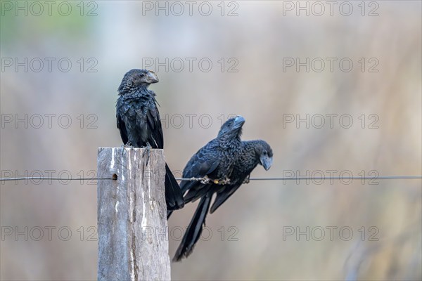 Smooth-billed Ani (Crotophaga ani), South Pantanal, Aquidauana, Taunay, Mato Grosso do Sul, Brazil, South America