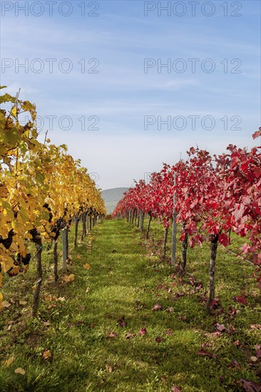 Autumn vineyards with yellow and red leaves under a blue sky, Southern Palatinate, Palatinate, Rhineland-Palatinate, Germany, Europe