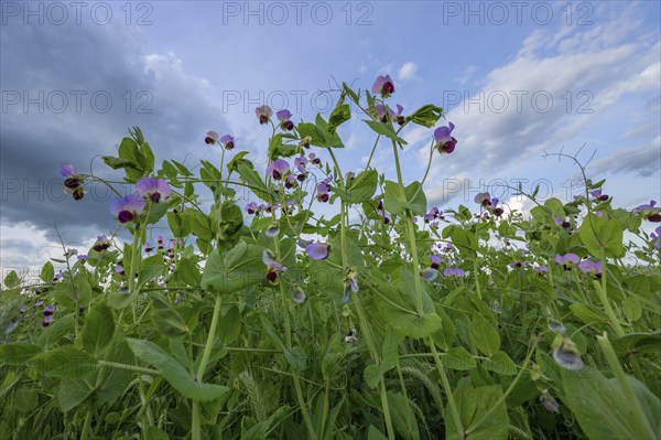 Flowering pea field (Pisum sativum), Franconia, Bavaria, Germany, Europe