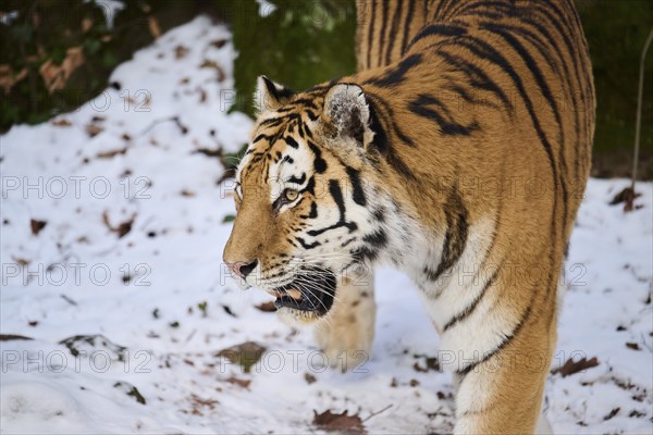 Siberian tiger (Panthera tigris altaica) in winter, portrait, captive, Germany, Europe