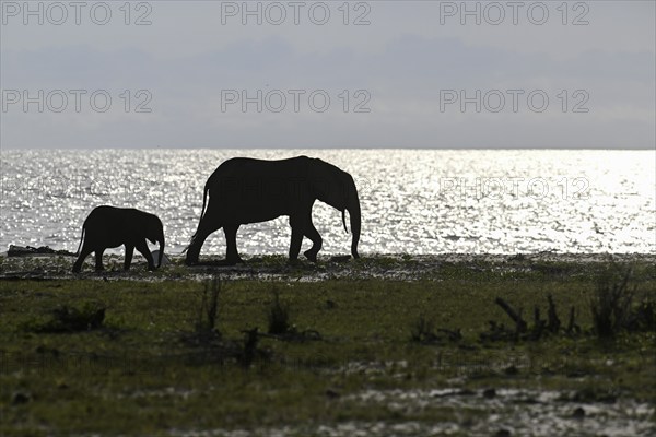 African forest elephants (Loxodonta cyclotis) on the beach, blue hour, Loango National Park, Parc National de Loango, mother with young, Ogooué-Maritime Province, Gabon, Africa