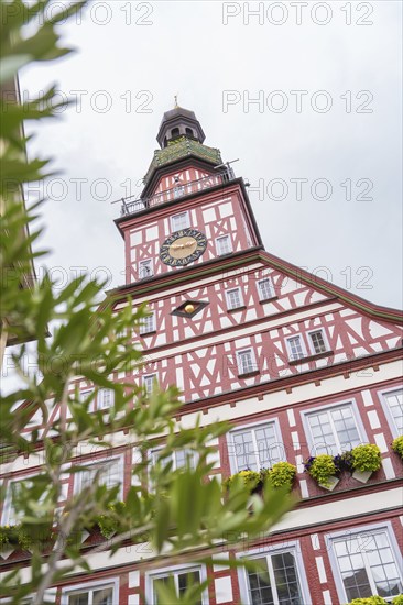 Close-up of a half-timbered house with green plants in front of a church tower, Kirchheim Teck, Germany, Europe