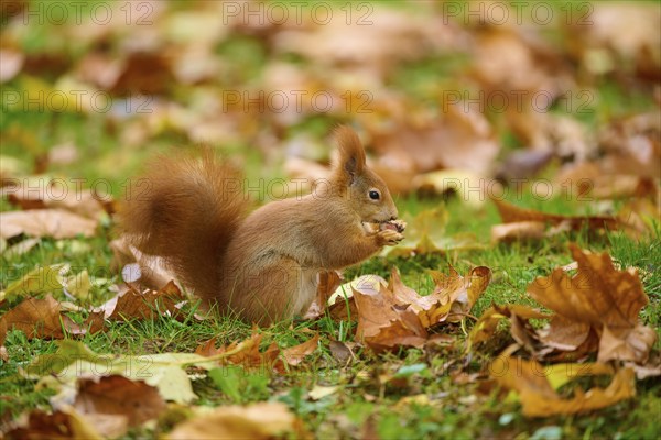 Eurasian squirrel (Sciurus vulgaris), sitting in grass with autumn leaves and holding a nut, Baden-Württemberg, Germany, Europe