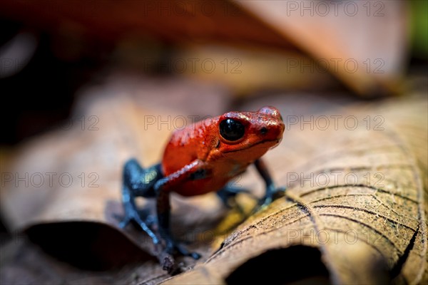 Strawberry frog (Oophaga pumilio) sitting on a dry leaf, Heredia province, Costa Rica, Central America