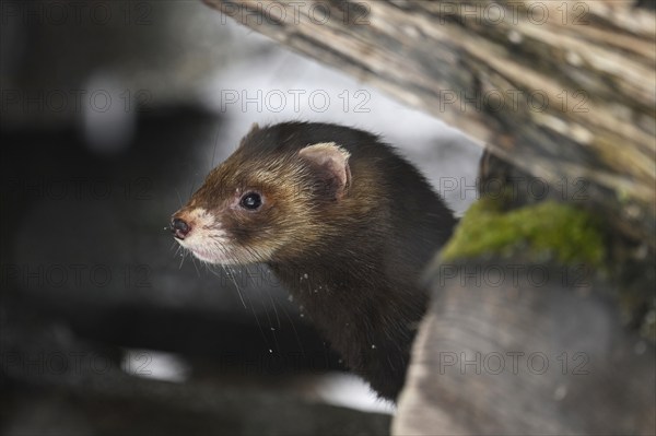 European polecat (Mustela putorius) or forest polecat, standing on woodpile, captive, Switzerland, Europe