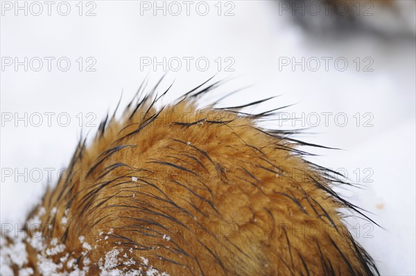 Red animal hair under snowflakes and water droplets in a wintry landscape, ferret (Mustela putorius), Germany, Europe