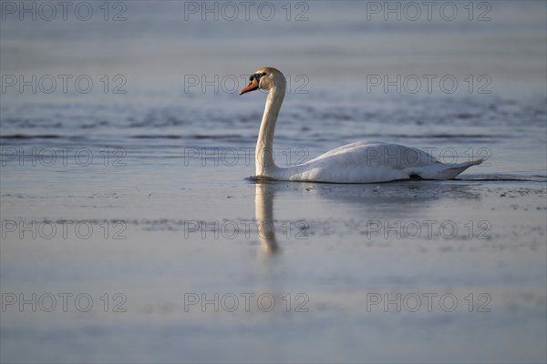 Mute swan (Cygnus olor), evening light, Bagges Dæmning, Ringkøbing Fjord, Denmark, Europe
