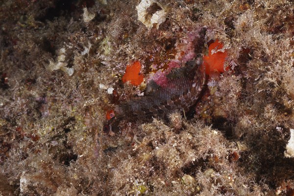 A Tompot blenny (Parablennius gattorugine) camouflages itself between colourful sea sponges and algae, dive site Sec de la Jeaune Garde, Giens peninsula, Provence Alpes Côte d'Azur, France, Europe