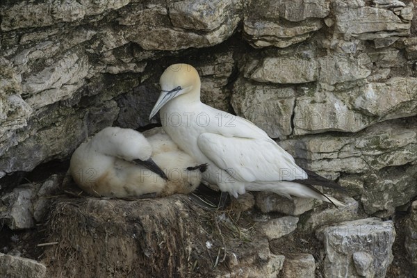 Northern gannet (Morus bassanus) adult bird and juvenile baby chick on a cliff ledge, RSPB Bempton cliffs nature reserve, Yorkshire, England, United Kingdom, Europe