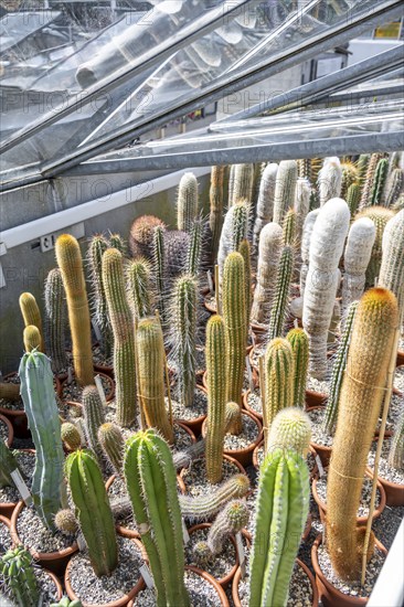 Botanical Garden, greenhouse with cacti and succulents, Zurich Succulent Collection, Switzerland, Europe