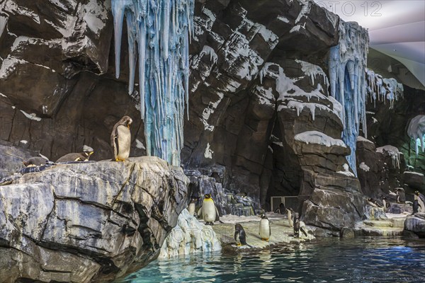 Penguins on display in artificial natural habitat at the Empire of the Penguin attraction in SeaWorld, Orlando