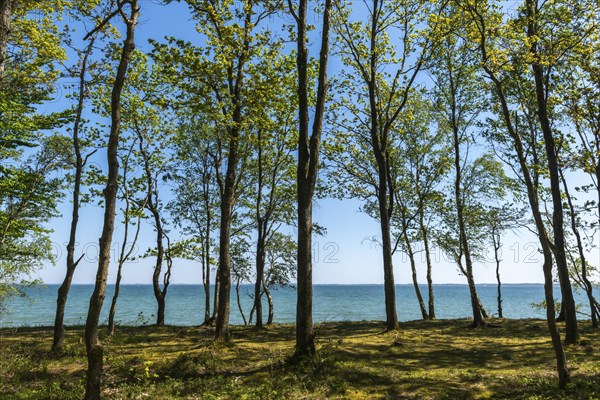 Svendborg, Thurø Island, forest, recreation area, Funen, Baltic Sea island, Denmark, Europe