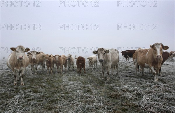 Cattle standing in dense fog on a pasture, Teschendorf, 15 November 2012, Teschendorf, Germany, Europe