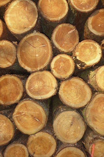 Freshly felled trees stacked tree trunks with visible annual rings partly with marks from chainsaw on cut surface are stacked on top of each other, timber industry, Germany, Europe