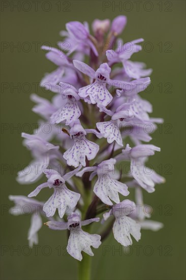 Southern marsh orchid (Dactylorhiza praetermissa), Emsland, Lower Saxony, Germany, Europe