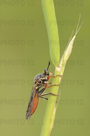 Hump-backed hawk fly (Dioctria rufipes), female, predatory fly, North Rhine-Westphalia, Germany, Europe