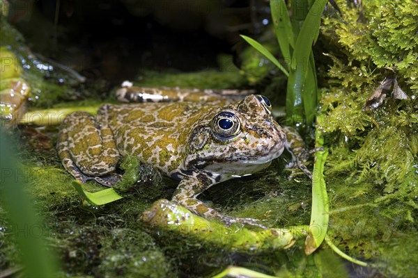 Sea frog (Pelophylax ridibundus), order of frogs in the family of true frogs, captive, occurring in and near water bodies