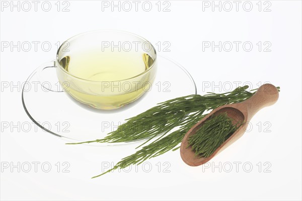 Horsetail tea, tea, medicinal tea, herbal tea, medicinal plant, Equisetum arvense, the field horsetail or horsetail herb