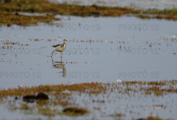 Common greenshank (Tringa nebularia) standing in shallow water, Poel Island, Mecklenburg-Western Pomerania, Germany, Europe