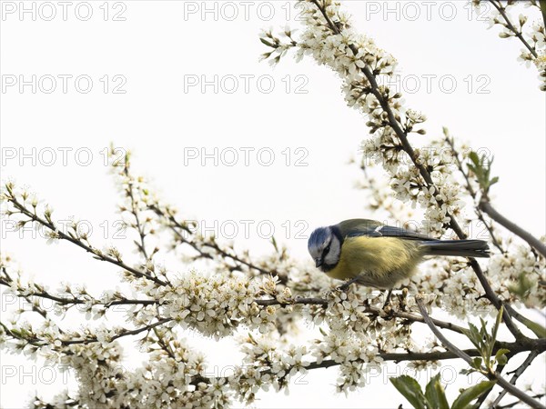Blue tit (Cyanistes caeruleus), sitting on a flowering blackthorn bush