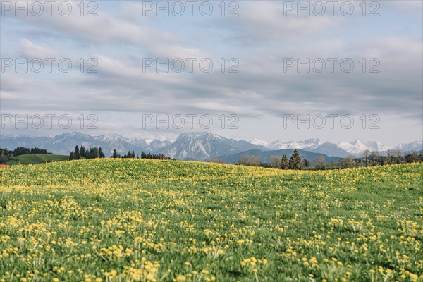 Dandelion in the Allgäu in front of the Alps and their beautiful mountains in Bavaria, Germany, Europe