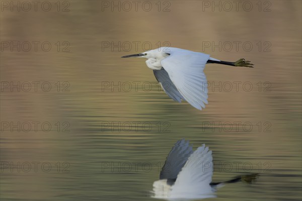 Little egret (Egretta garzetta) adult bird flying over a lake, Suffolk, England, United Kingdom, Europe