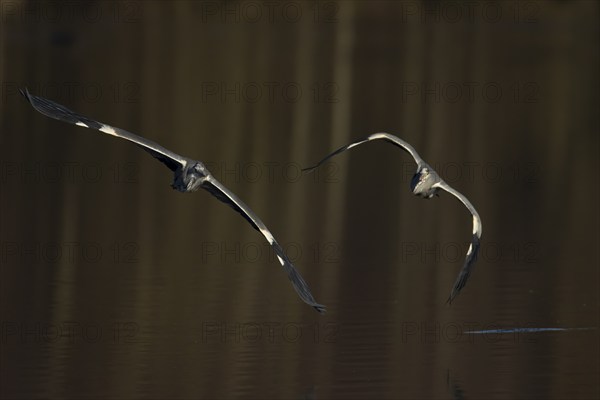 Grey heron (Ardea cinerea) adult bird flying chasing a juvenile bird over a lake, Suffolk, England, United Kingdom, Europe