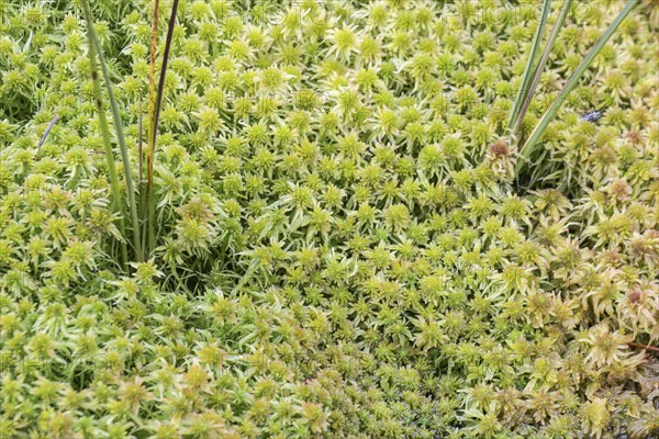 Marsh peat moss (Sphagnum palustre), Province of Drenthe, Netherlands