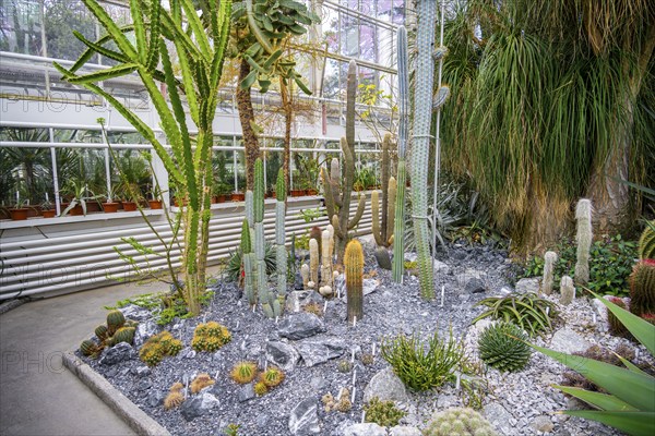Botanical Garden, greenhouse with cacti and succulents, Zurich Succulent Collection, Switzerland, Europe