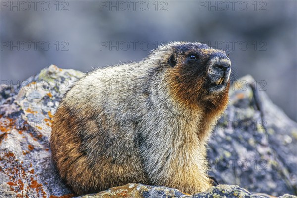 Portrait at a Hoary marmot (Marmota caligata) sitting on rocks in the canadian rockies Banff National Park, Alberta, Canada, North America