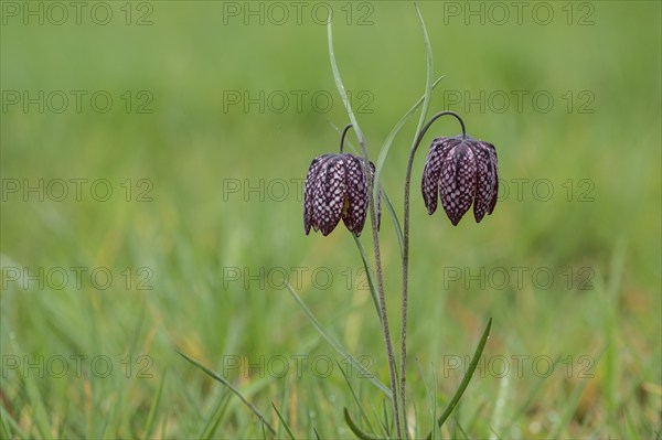 Snake's head fritillary (Fritillaria meleagris), Emsland, Lower Saxony, Germany, Europe