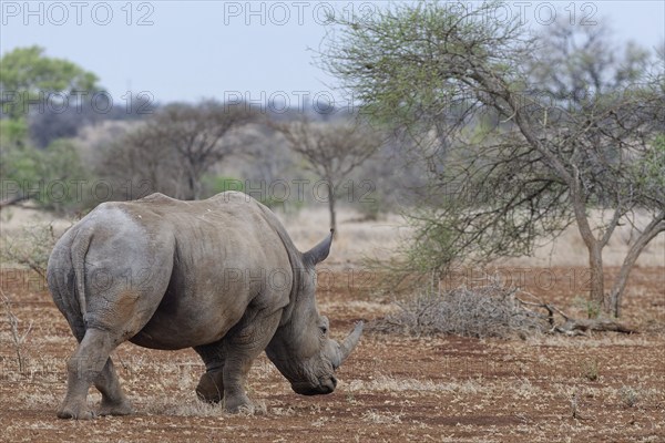 Southern white rhinoceros (Ceratotherium simum simum), adult male walking in dry grassland, foraging, Kruger National Park, South Africa, Africa