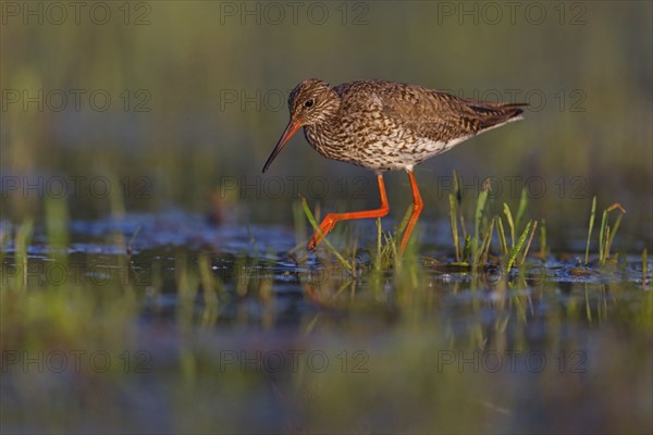 Common redshank (Tringa totanus), East Khawr / Khawr Ad Dahariz, Hungary, Europe