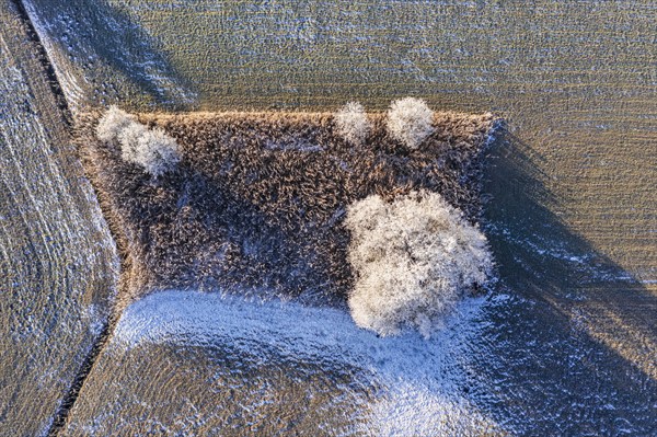 Aerial view of trees and a meadow in hoarfrost, winter, Tölzer Land, Alpine foothills, Upper Bavaria, Bavaria, Germany, Europe