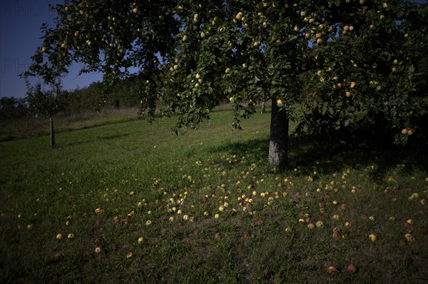 Fallen fruit, apple tree, yellow apples, meadow orchard, Waiblingen, Baden-Württemberg, Germany, Europe