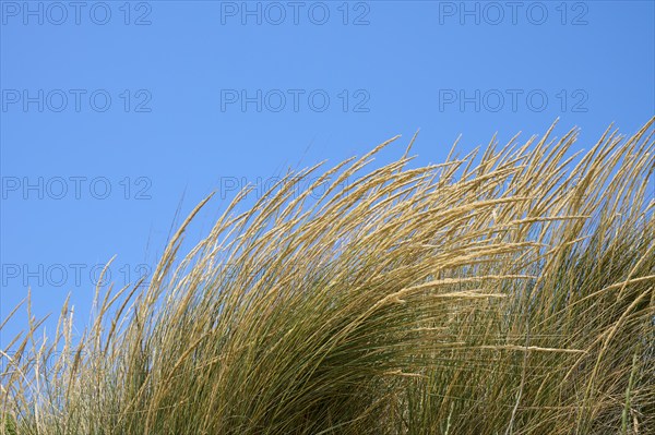 Tall yellow grasses bend in the wind against a clear blue sky, summer, Saintes-Maries-de-la-Mer, Camargue, France, Europe