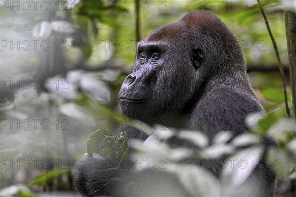 Western lowland gorilla (Gorilla gorilla gorilla), male, silverback, Baï-Hokou, Dzanga-Ndoki National Park, Unesco World Heritage Site, Dzanga-Sangha Complex of Protected Areas (DSPAC), Sangha-Mbaéré Prefecture, Central African Republic, Africa